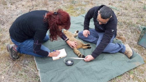 Αγριόγατες υπό παρακολούθηση στην περιοχή της Κορώνειας- Βόλβης