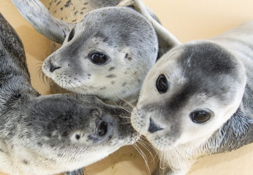 Ρωσία: Σχεδόν 300 φώκιες απειλούμενου είδους ξεβράσθηκαν στην Κασπία