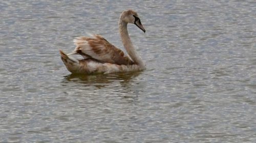 Γερμανία: Πώς ένας κύκνος που θρηνούσε το ταίρι του διέκοψε την κυκλοφορία των τρένων