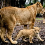 Σιγκαπούρη: Ένα λιονταράκι γεννήθηκε στον Ζωολογικό Κήπο της Σιγκαπούρης με τεχνητή γονιμοποίηση