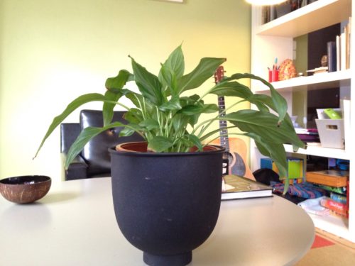 Τα φυτά στο σπίτι βελτιώνουν την ψυχική υγεία στη διάρκεια του lockdown