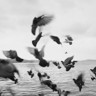 Τα μπλε πουλιά