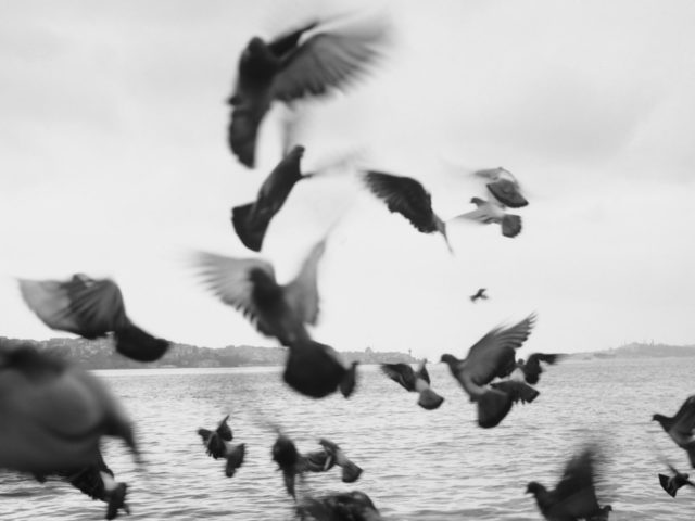 Τα μπλε πουλιά