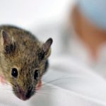 Παράλυτα ποντίκια με παραπληγία περπάτησαν ξανά χάρη σε πειραματική γερμανική θεραπεία