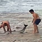 Συγκινητική επιχείρηση διάσωσης δελφινιού σε παραλία του δήμου Παγγαίου