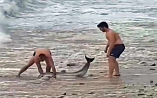 Συγκινητική επιχείρηση διάσωσης δελφινιού σε παραλία του δήμου Παγγαίου