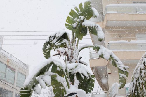 Διακοπή της κυκλοφορίας στη λεωφόρο Πάρνηθος λόγω χιονόπτωσης