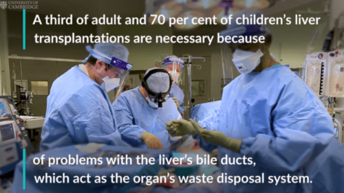 Με επικεφαλής Έλληνα, επιστημονική ομάδα δημιούργησε τον πρώτο στον κόσμο χοληδόχο πόρο