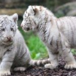 Πακιστάν: Δύο μωρά λευκά τιγράκια πέθαναν στο ζωολογικό πάρκο της Λαχόρης πιθανόν από covid-19