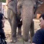 Η Σερ σώζει τον «πιο μοναχικό ελέφαντα του κόσμου»