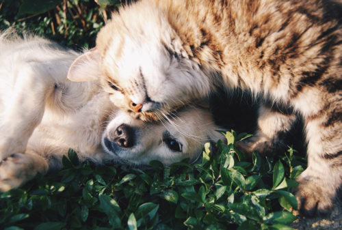 Ρωσία-Covid-19: Η χώρα παρήγαγε την πρώτη παρτίδα εμβολίων κατά του Covid-19 για ζώα