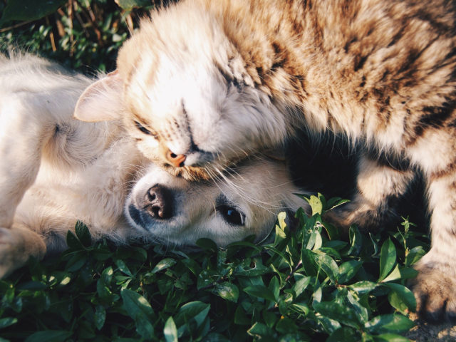 Ρωσία-Covid-19: Η χώρα παρήγαγε την πρώτη παρτίδα εμβολίων κατά του Covid-19 για ζώα