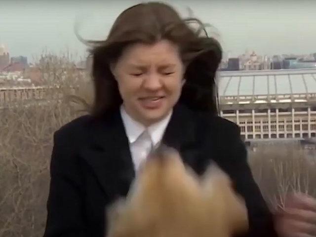 Ρωσία: Ο Μάρτιν το Γκόλντεν Ριτρίβερ έκλεψε το μικρόφωνο μιας ρεπόρτερ και την καρδιά των τηλεθεατών σε απευθείας μετάδοση