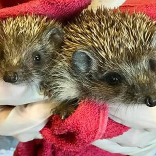 Θεσσαλονίκη: Αναζητείται «σπίτι» για τραυματισμένα σκαντζοχοιράκια