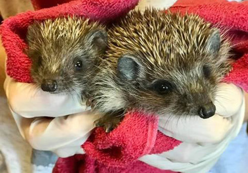 Θεσσαλονίκη: Αναζητείται «σπίτι» για τραυματισμένα σκαντζοχοιράκια