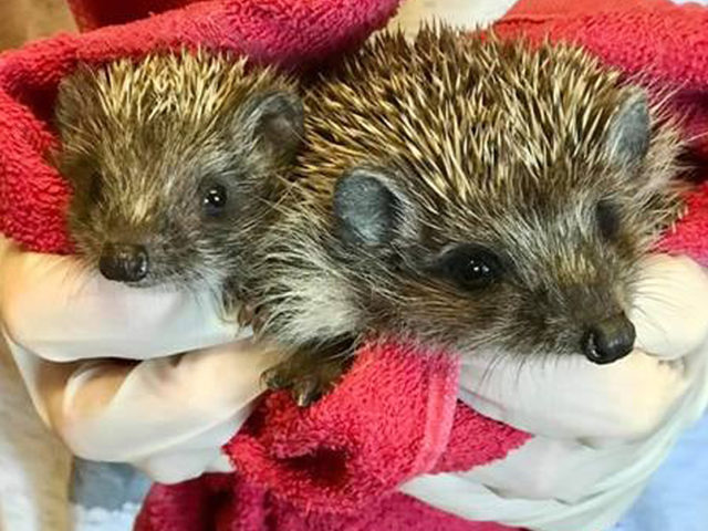 Θεσσαλονίκη: Αναζητείται «σπίτι» για τραυματισμένα σκαντζοχοιράκια