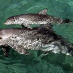 Νεκρά εντοπίστηκαν δύο δελφίνια και μία θαλάσσια χελώνα σε παραλίες της Β. Ελλάδας