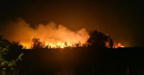 Έκκληση για βοήθεια από τις φιλοζωικές για τα ζώα που κινδυνεύουν από την πυρκαγιά