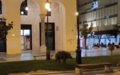 Θεσσαλονίκη: Αγριογούρουνο βγήκε βόλτα στην πλατεία Αριστοτέλους [ΒΙΝΤΕΟ]