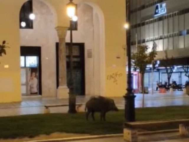 Θεσσαλονίκη: Αγριογούρουνο βγήκε βόλτα στην πλατεία Αριστοτέλους [ΒΙΝΤΕΟ]