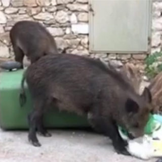 Αγριογούρουνα στην Κηφισιά πλησίασαν μητέρα με μωρό στο καρότσι