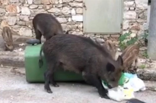 Αγριογούρουνα στην Κηφισιά πλησίασαν μητέρα με μωρό στο καρότσι