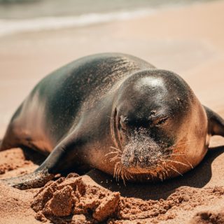 Αλόννησος: Φώκια δάγκωσε τουρίστρια, η οποία νοσηλεύεται στο νοσοκομείο του Βόλου