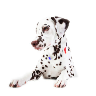 Είναι η Cruella η κέτσαπ που πιτσιλάει τις πατάτες μου;