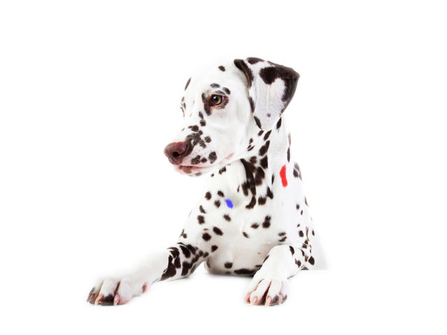 Είναι η Cruella η κέτσαπ που πιτσιλάει τις πατάτες μου;