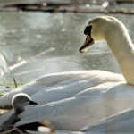 Αξιολάτρευτος μπαμπάς κύκνος φροντίζει μόνος τα μωρά του μετά τον θάνατο της μαμάς τους [BINTEO]