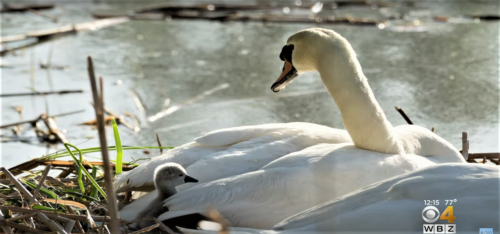 Αξιολάτρευτος μπαμπάς κύκνος φροντίζει μόνος τα μωρά του μετά τον θάνατο της μαμάς τους [BINTEO]