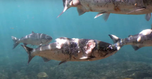 ΗΠΑ: Σολομοί «ψήνονται ζωντανοί» καθώς τα ποτάμια φτάνουν σε θανατηφόρες θερμοκρασίες