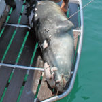 O Kωστής, η φώκια-μασκότ της Αλοννήσου δολοφονήθηκε