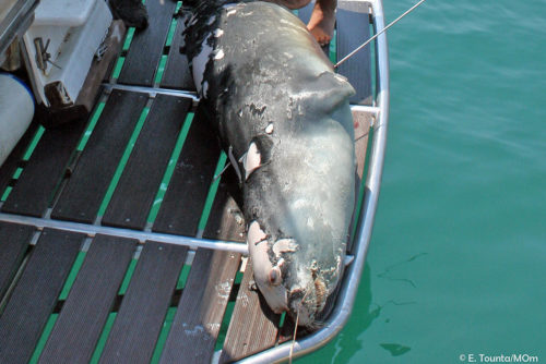 O Kωστής, η φώκια-μασκότ της Αλοννήσου δολοφονήθηκε