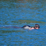 Φώκια ήθελε να παίξει με τουρίστα στην Αλόννησο και αυτός νόμιζε ότι του κάνει επίθεση