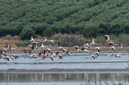 Χαλκιδική: Εθελοντές μάζεψαν 10 κιλά φυσίγγια από τον υγρότοπο όπου είχαν βρεθεί νεκρά φλαμίνγκο