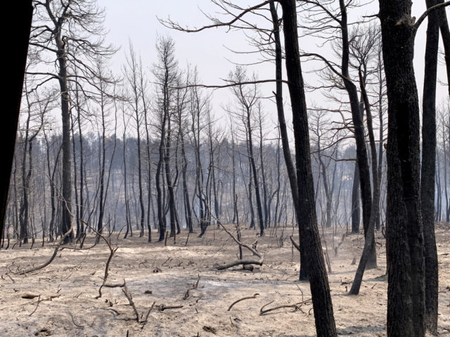 Αστεροσκοπείο: Αύξηση 26% του αριθμού πυρκαγιών και 450% της καμένης έκτασης στην Ελλάδα φέτος