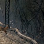 Αναζωπυρώσεις στην Αχλαδινή του δήμου της Αρχαίας Ολυμπίας- Διεκόπη η κυκλοφορία σε τμήμα της εθνικής οδού Τρίπολης – Πύργου
