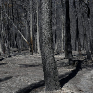 Λέκκας: «Επτά φορές πιο πιθανό να υπάρξουν πλημμύρες μετά τις πυρκαγιές»