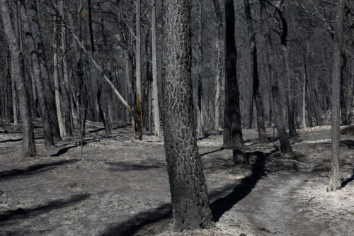 Λέκκας: «Επτά φορές πιο πιθανό να υπάρξουν πλημμύρες μετά τις πυρκαγιές»