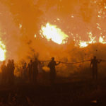 Τι ισχύει για τις αναδασώσεις και την ανάκαμψη της φύσης σύμφωνα με την Greenpeace