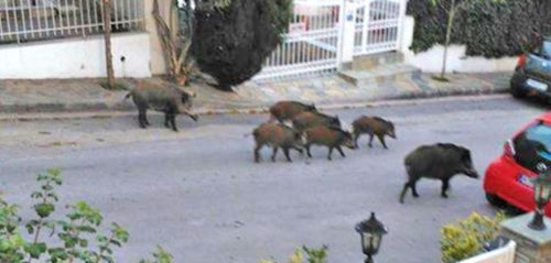 Εκάλη: Ετοιμάζουν κυνήγι αγριογούρουνου με εντολή του Δασαρχείου Πεντέλης