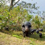 Ακυρώθηκε το κυνήγι αγριογούρουνων σε Εκάλη-Διόνυσο μετά τις αντιδράσεις πολιτών