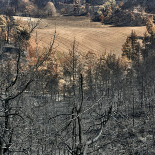 «Στον κήπο μου απόψε μιλεί μια νέα μελαγχολία»*