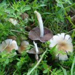 Γρεβενά: Μαθητές δημοτικού εντόπισαν και κατέγραψαν δώδεκα νέα είδη άγριων μανιταριών