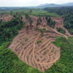 Τα παρθένα τροπικά δάση που χάθηκαν το 2022 αντιστοιχούν στο μέγεθος της Ελβετίας