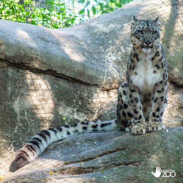 Τρεις λεοπαρδάλεις του χιονιού πέθαναν από επιπλοκές κορωνοϊού σε ζωολογικό κήπο στη Νεμπράσκα