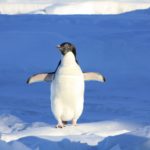 Πιγκουίνος διένυσε 3.000 χλμ από την Ανταρκτική στη Νέα Ζηλανδία