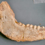 Στο φως απολιθωμένα οστά ζώων που έζησαν στη Λέσβο πριν από 2 εκατομμύρια χρόνια