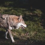 H επανεμφάνιση λύκου στην Πάρνηθα, είναι μια τεράστια ευκαιρία, τονίζει ο «Αρκτούρος»